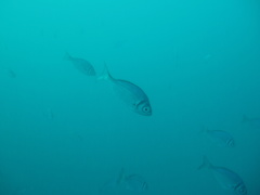 Boopsoidea inornata