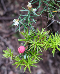 Leptecophylla pogonocalyx