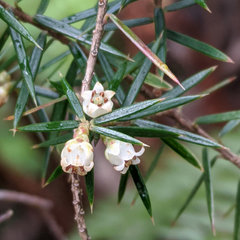 Leptecophylla pogonocalyx