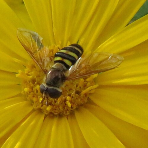 Unknown species found near Iowa, US