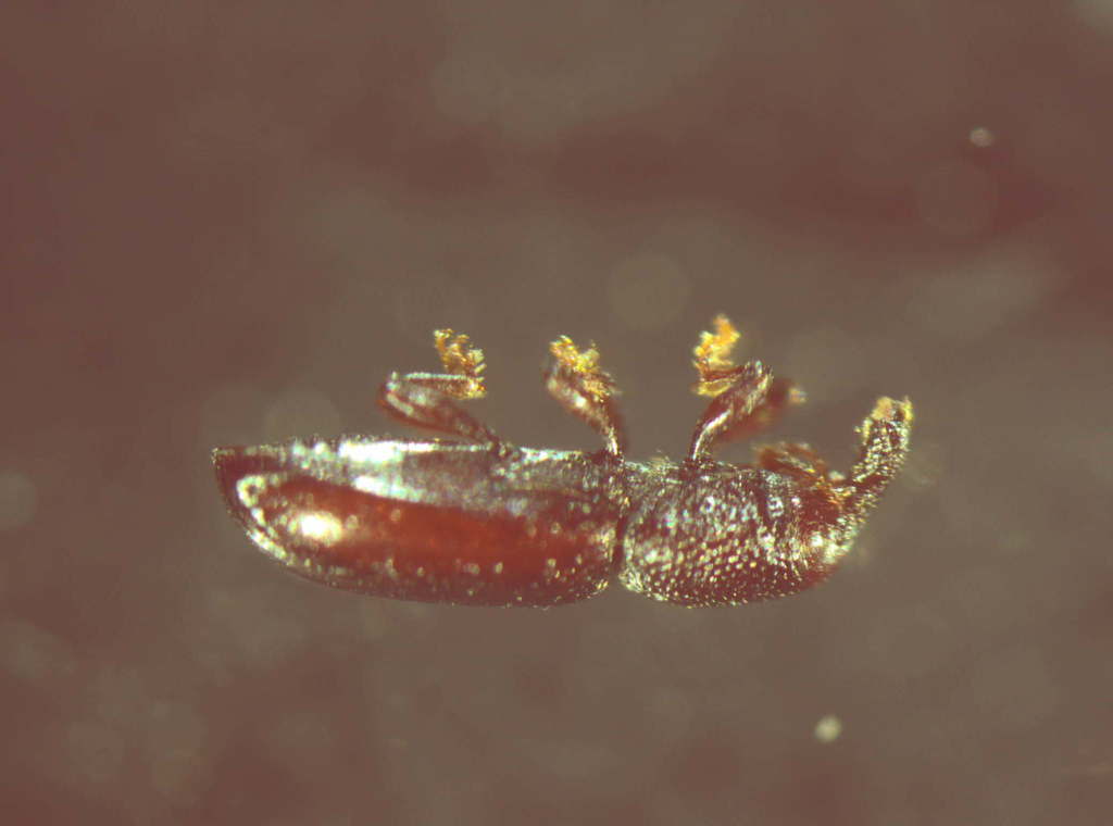 Microtribus