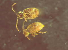 Ptininae