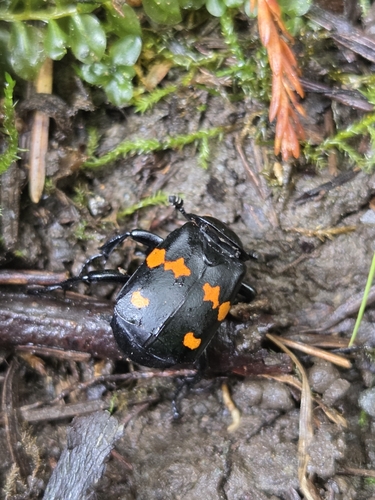 Boreal Burying Beetle photo 6