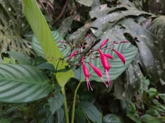 Stenostephanus haematodes