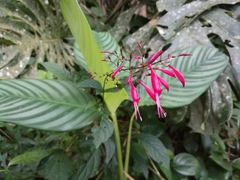 Stenostephanus haematodes
