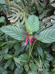 Stenostephanus haematodes