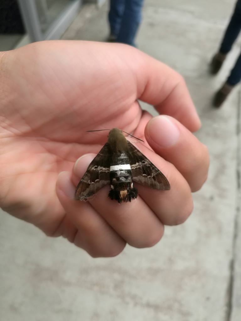 Clavipes Sphinx
