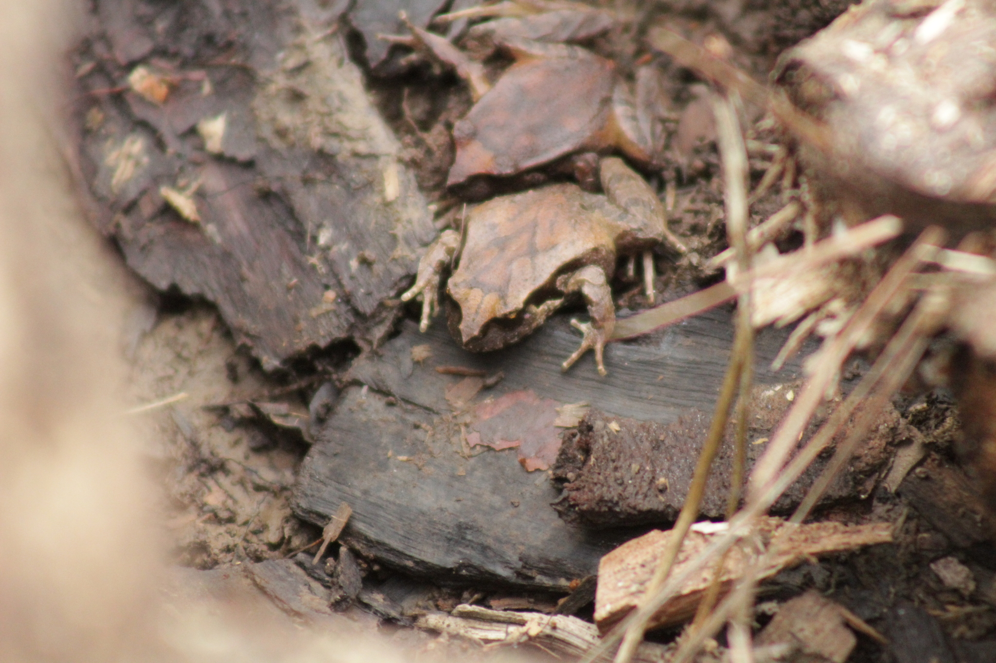 Eupsophus calcaratus (Günther, 1881)