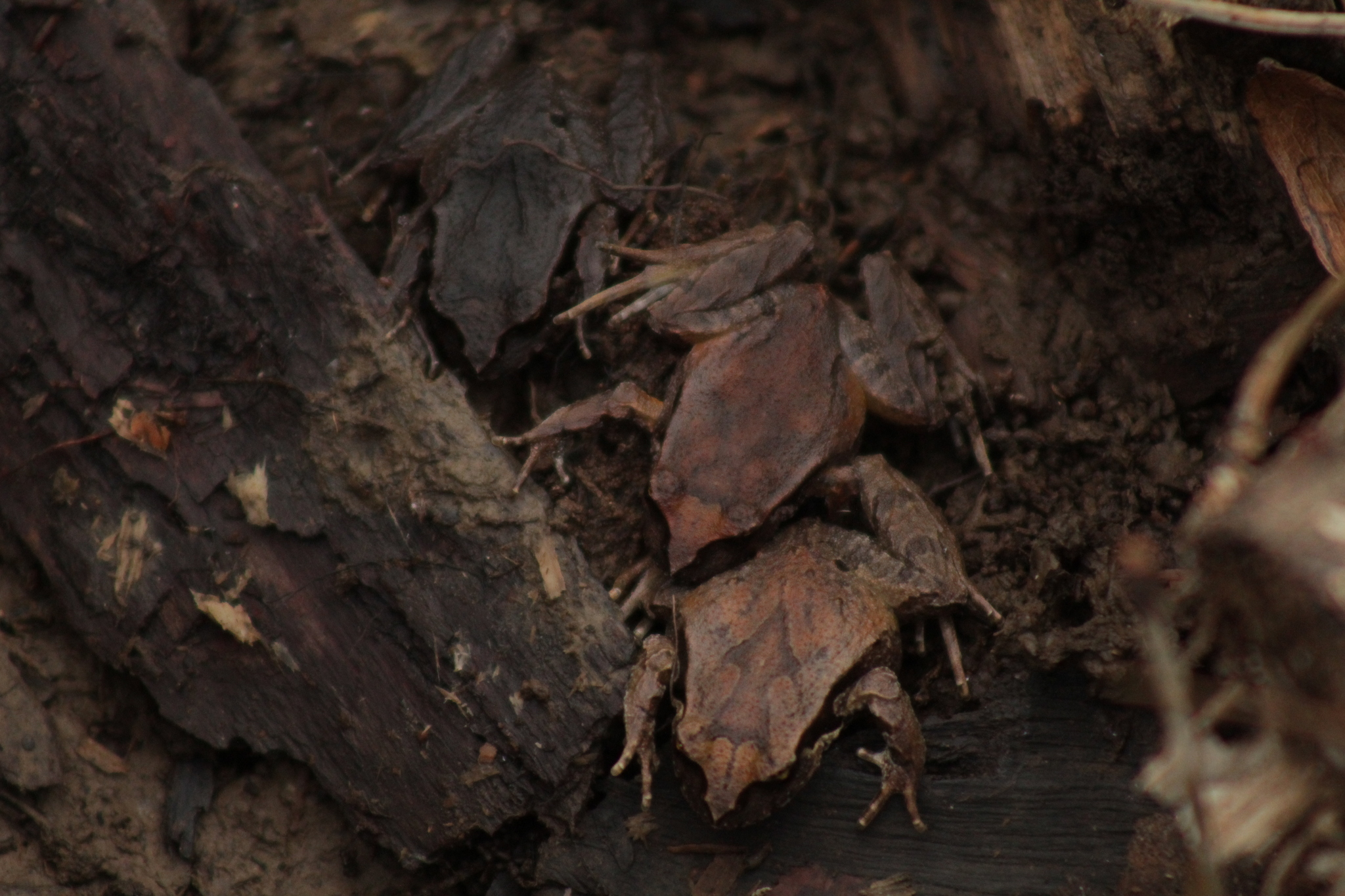Eupsophus calcaratus (Günther, 1881)