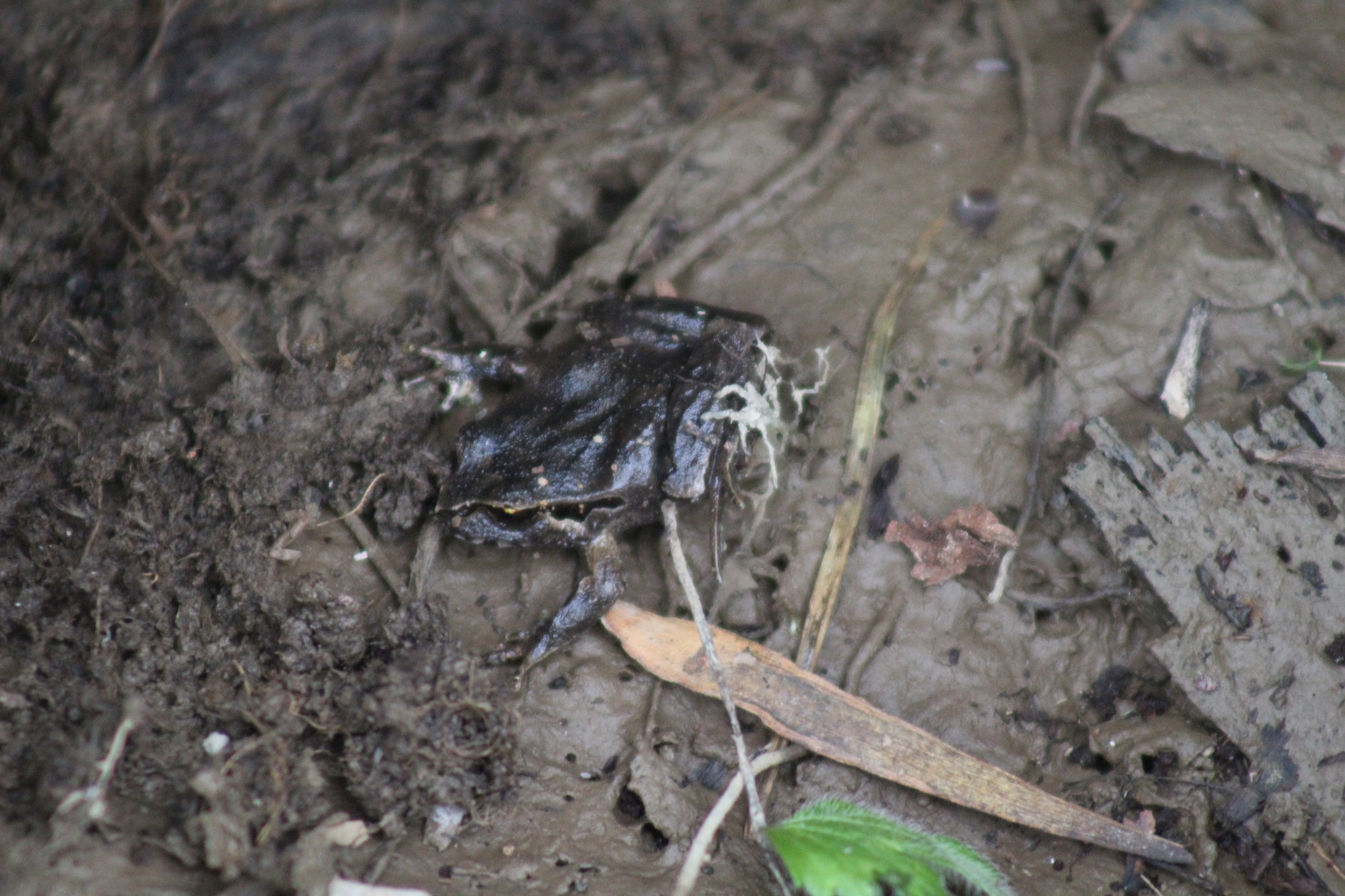 Eupsophus calcaratus (Günther, 1881)