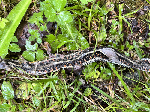 Garter Snake