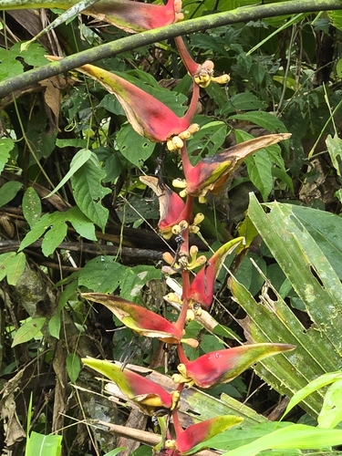 False bird of paradise (Heliconia platystachys)