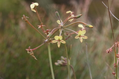 Pelargonium anethifolium