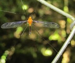 Aurotipula clara