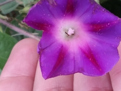 Ipomoea purpurea
