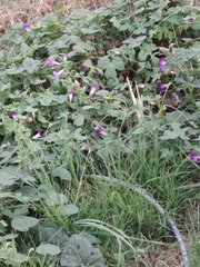 Ipomoea purpurea