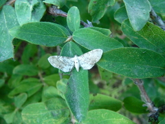 Eupithecia jezonica