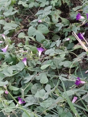 Ipomoea purpurea