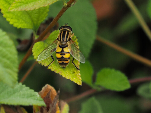 iNaturalist observation photo of Marsh Flies