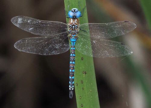 iNaturalist observation photo of Blue-eyed Darner