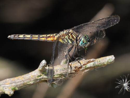 iNaturalist observation photo of Blue Dasher