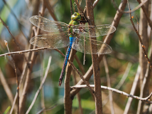 iNaturalist observation photo of Common Green Darner