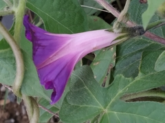 Ipomoea purpurea