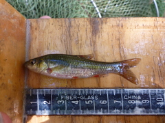 Pseudobarbus afer