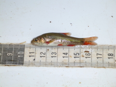 Pseudobarbus afer