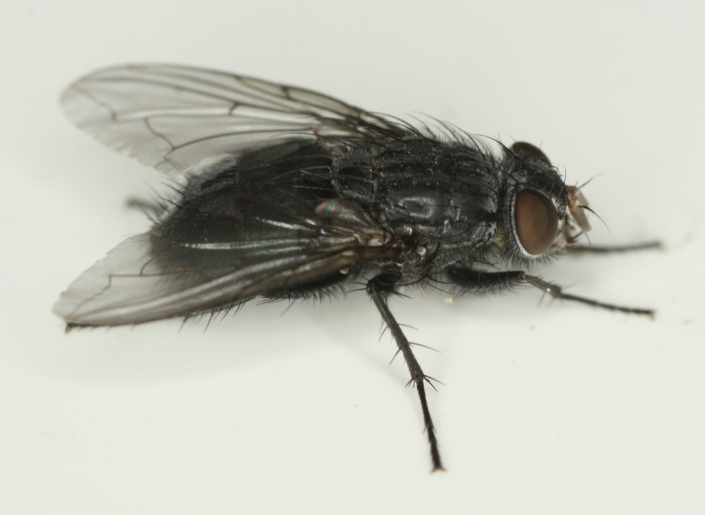 Calliphora latifrons