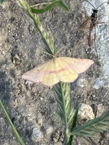 Chickweed Geometer Moth
