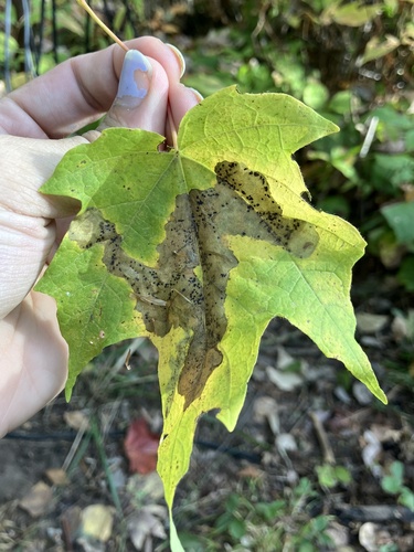 Maple leafblotch miner photo 2