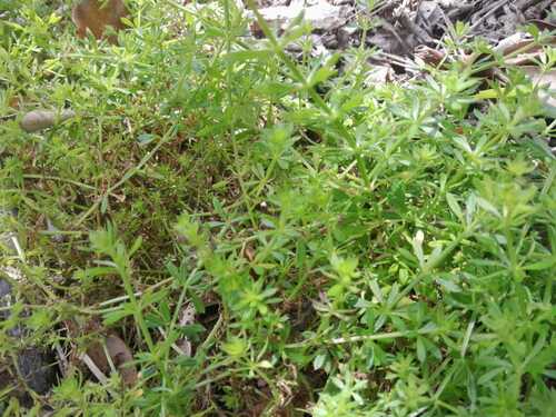 Galium divaricatum iNat (2)