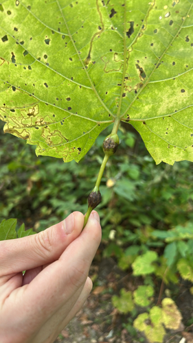 Unknown species found near Cliff Rd, Eagan, MN, US