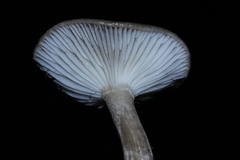 Hygrophorus agathosmus image