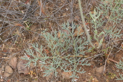 Pelargonium anethifolium