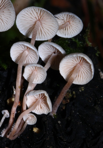 Collybia cirrhata — (c) Alan Rockefeller, some rights reserved (CC BY)
