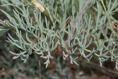 Pelargonium anethifolium