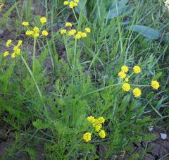 Lomatium bicolor
