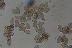 Psilocybe pelliculosa