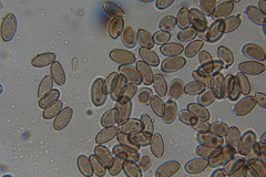 Psilocybe pelliculosa