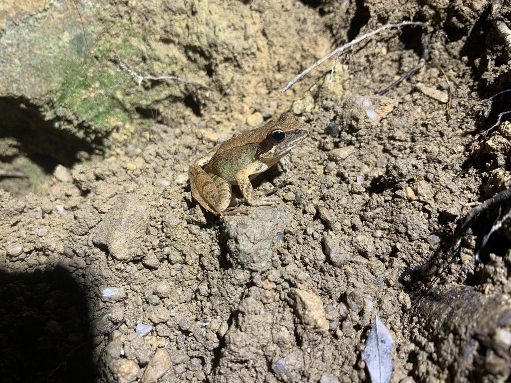 Goto Tago's Brown Frog