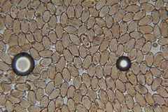 Psilocybe pelliculosa