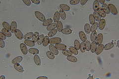 Psilocybe pelliculosa