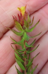 Gnidia humilis