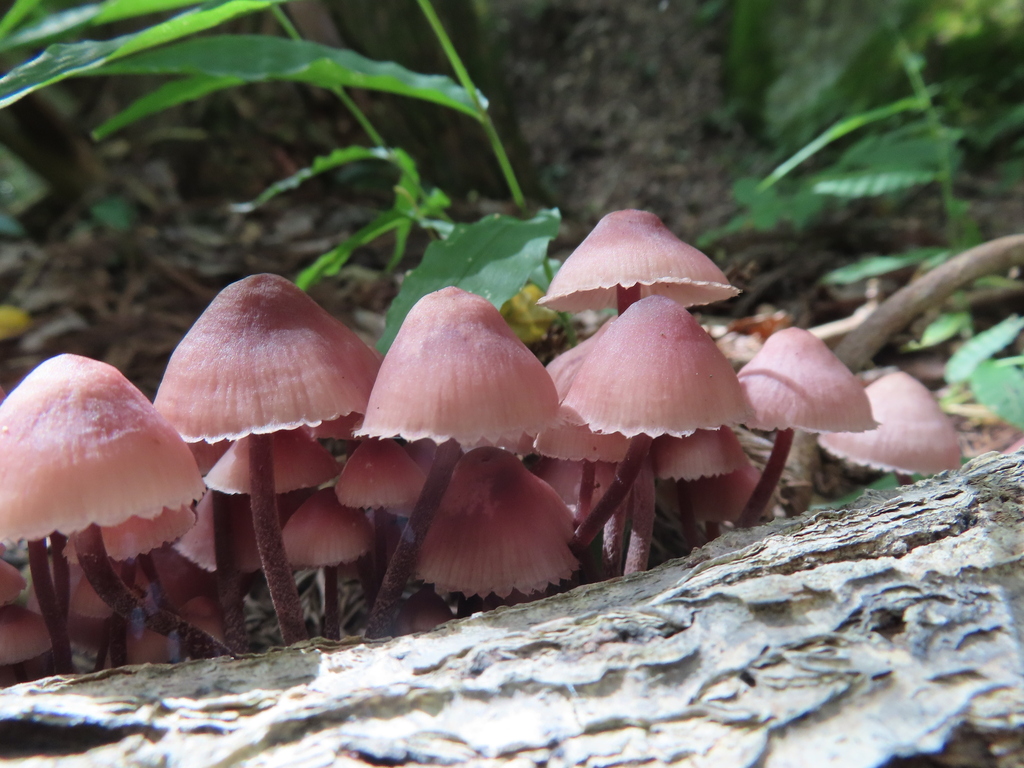 Mycena haematopus · September 2025 · photo: © timur_kalininsky (iNaturalist, cc-by)
