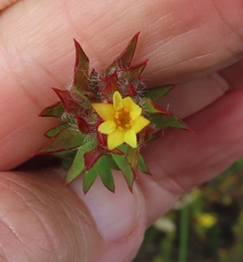 Gnidia humilis
