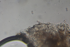 Psilocybe pelliculosa