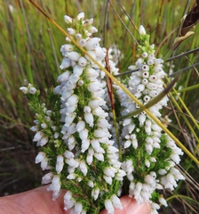 Erica tenella