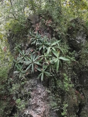 Agave mitis